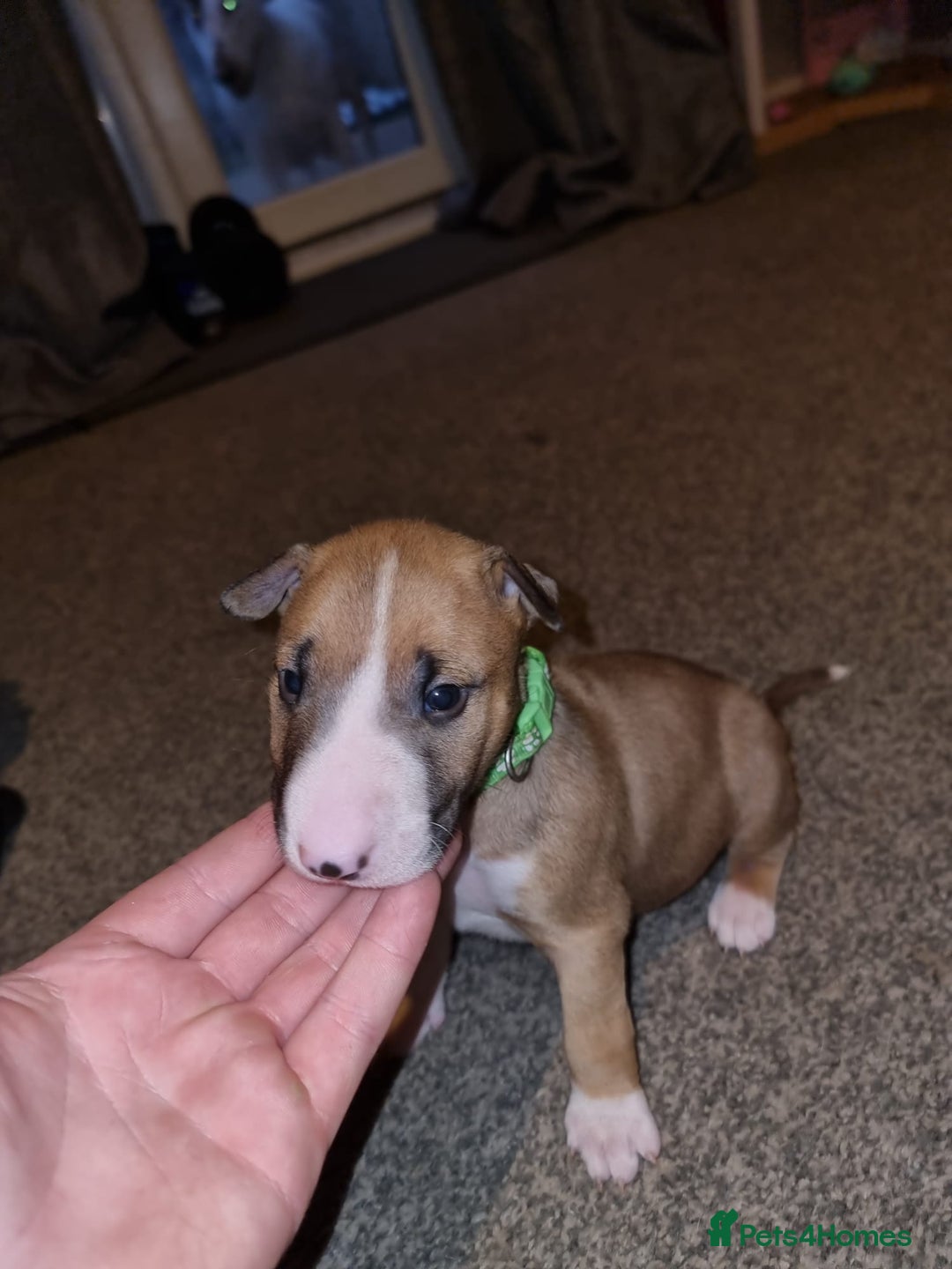 English Bull Terrier dogs for sale: English bull terrier  - Image 22
