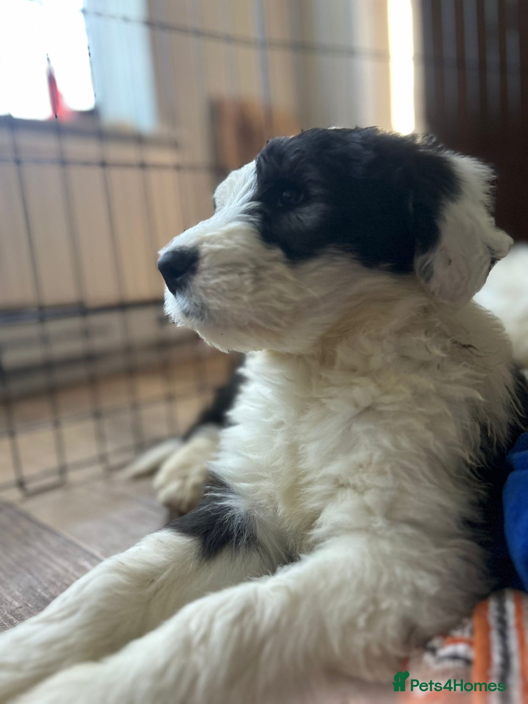 Old English Sheepdog dogs for sale: Kc Registered Old English Sheepdogs  - Advert 7