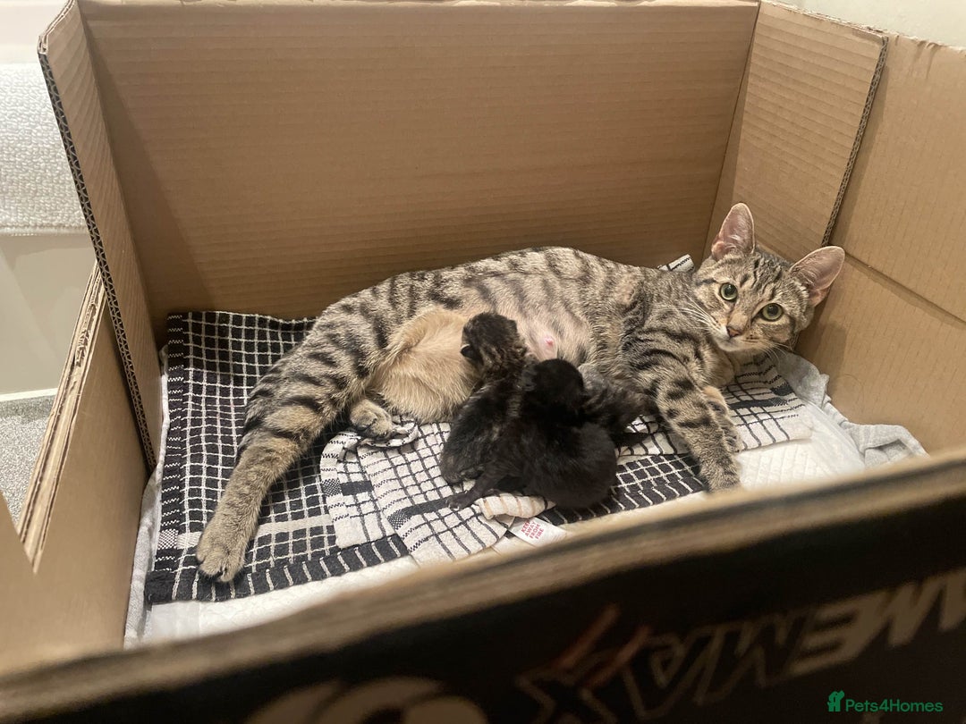 Mixed Breed cats for sale: A male tabby kitten - Image 8