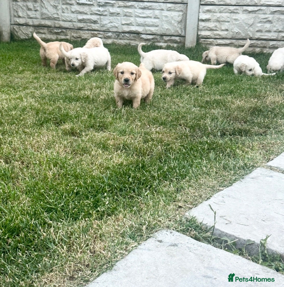 Golden Retriever dogs Quality golden retrievers  - Advert 1