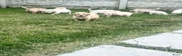 Golden Retriever dogs for sale: Quality golden retrievers  - Advert 1