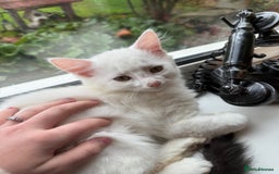British Shorthair cats for sale: 2 brothers  - Image 1