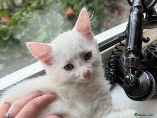 British Shorthair cats - Advert 6