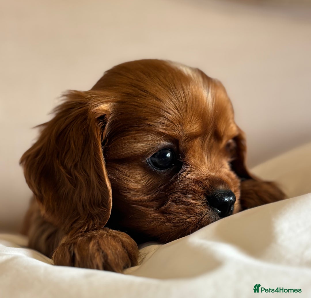 Cavalier King Charles Spaniel dogs for sale: 🐶KC REG, EXTENSIVELY HEALTH TESTED CAVALIER 🐶  - Advert 21