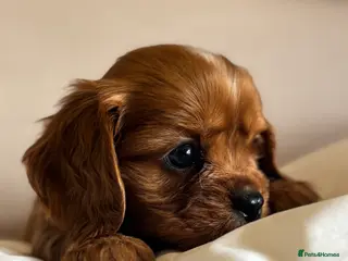 Cavalier King Charles Spaniel dogs 🐶KC REG, EXTENSIVELY HEALTH TESTED CAVALIER 🐶 - Advert 4