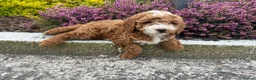 Cavapoo dogs for sale: Cavapoo pupies - Advert 3
