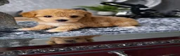 Maltipoo dogs for sale: Gorgeous Maltipoo Puppies – 4 Available  in Manchester - Advert 7