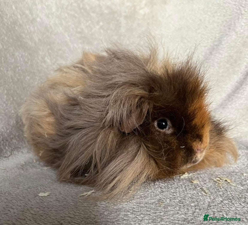 Guinea Pig rodents Lunkarya - Advert 19