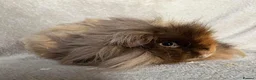 Guinea Pig rodents for sale: Lunkarya - Advert 11