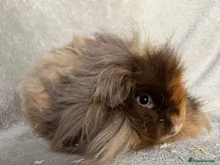 Guinea Pig rodents Lunkarya - Advert 9