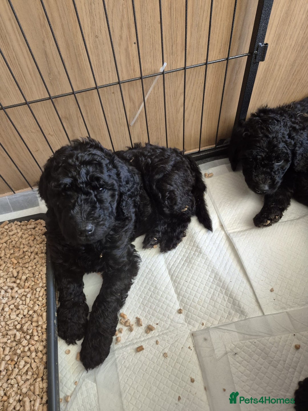 Standard Poodle dogs for sale: outstanding litter of standard poodle pups - Advert 7