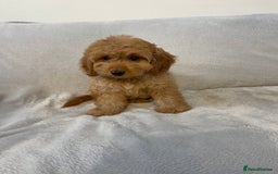 Cockapoo dogs for sale: 1 outstanding boy available  - Image 2
