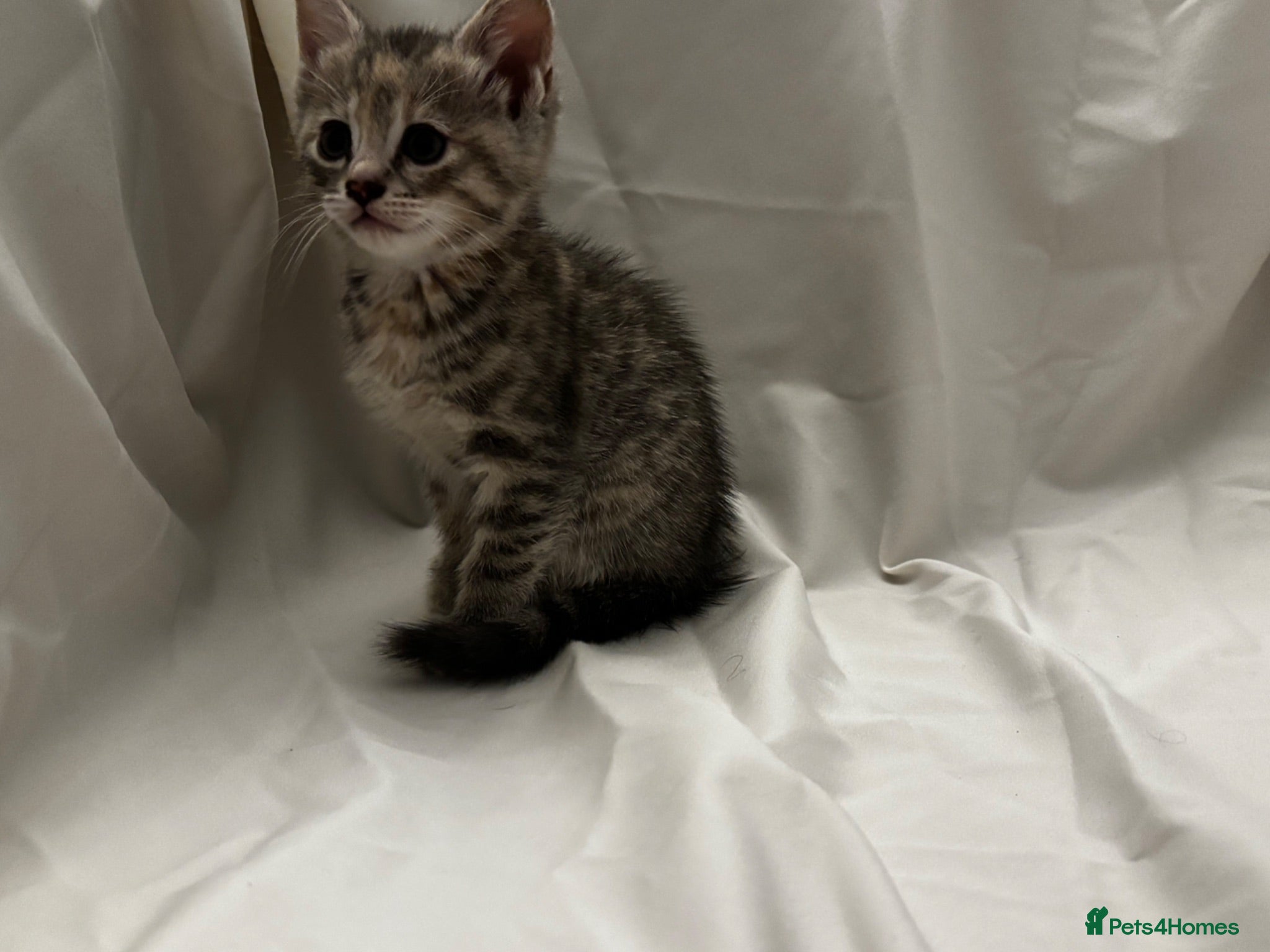 Mixed Breed cats Kittens for Sale - Advert 1