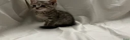 Mixed Breed cats for sale: Kittens for Sale in Neath - Advert 1