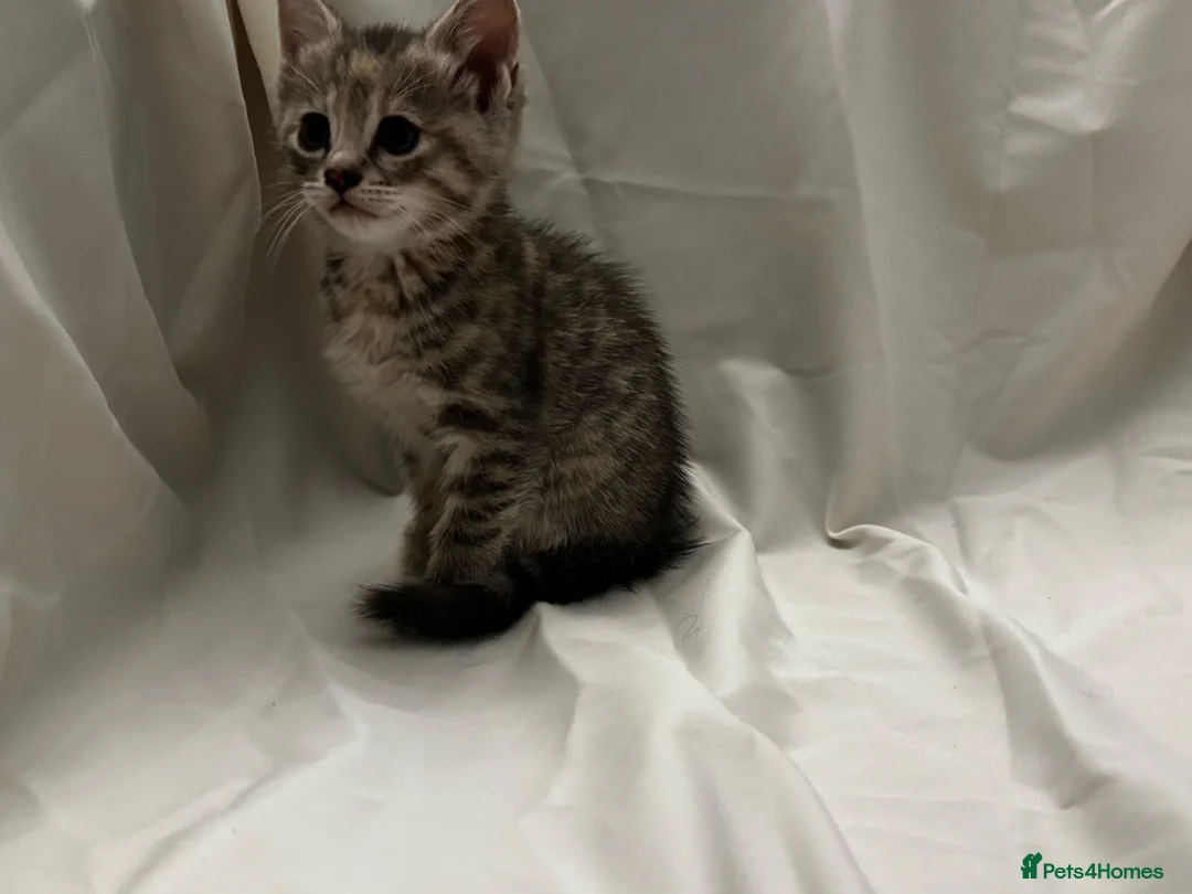Mixed Breed cats for sale: Kittens for Sale in Neath - Advert 1