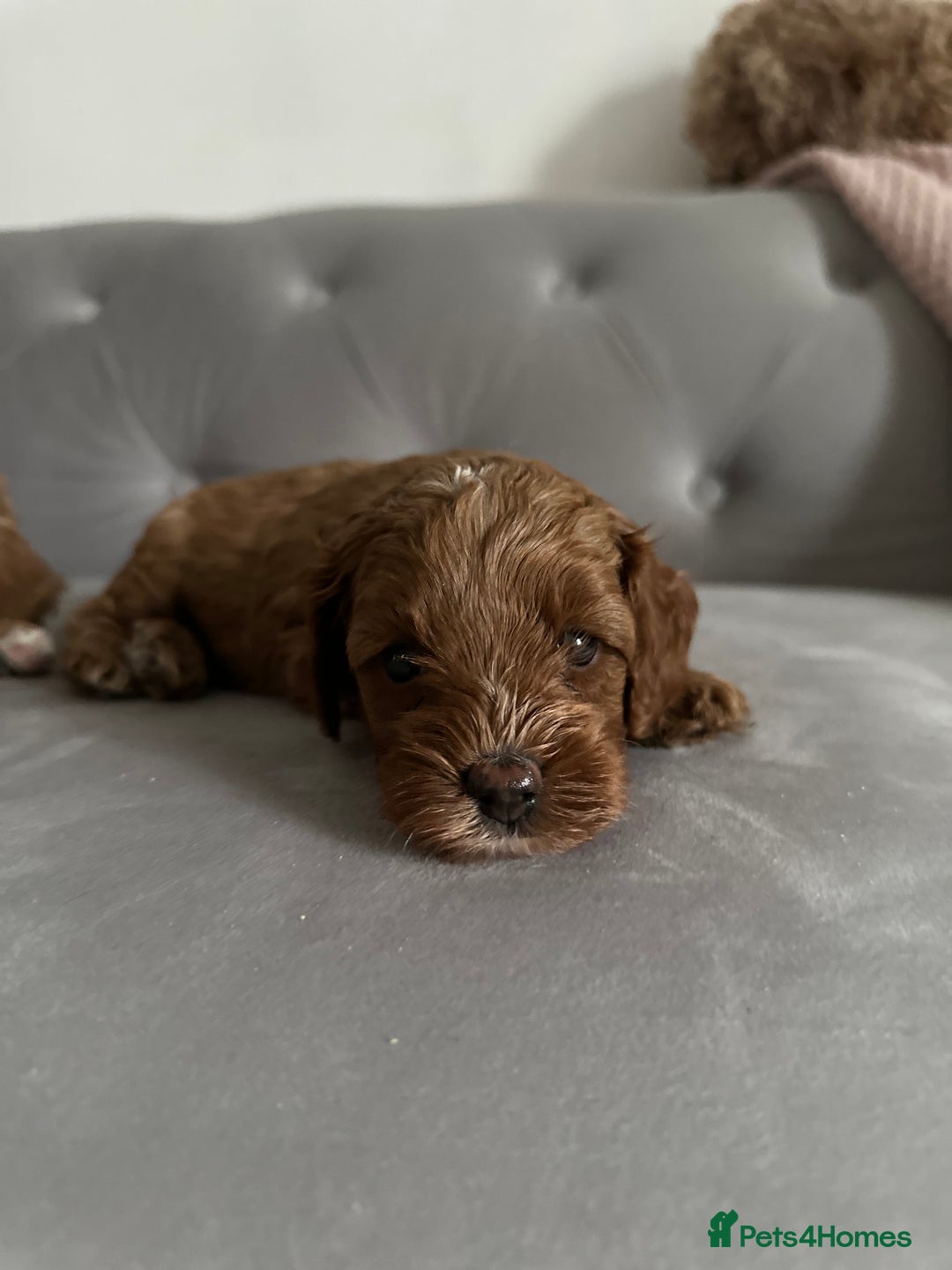 Cavapoo dogs for sale: Stunning Red Cavapoo Boys  - Image 11