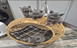 British Shorthair cats for sale: 1 Female British short-hair kitten LEFT  - Image 17