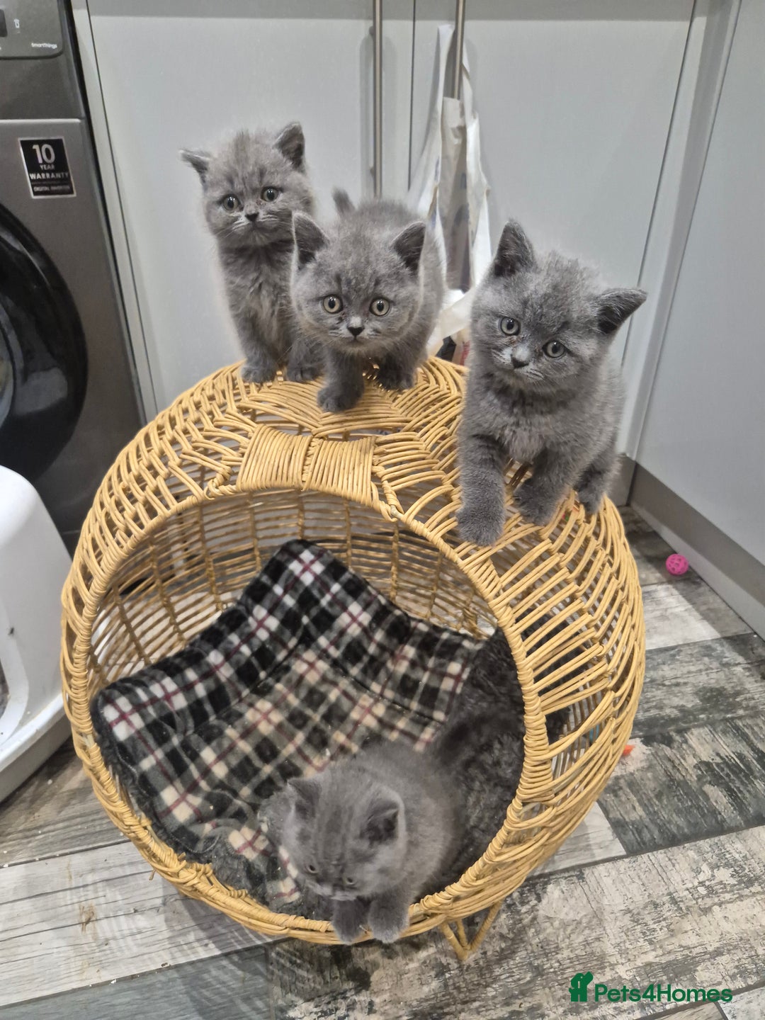 British Shorthair cats for sale: 1 Female British short-hair kitten LEFT  - Image 17