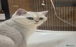 British Shorthair cats for sale: Beautiful BSH Silver Tipped female cat - Image 6