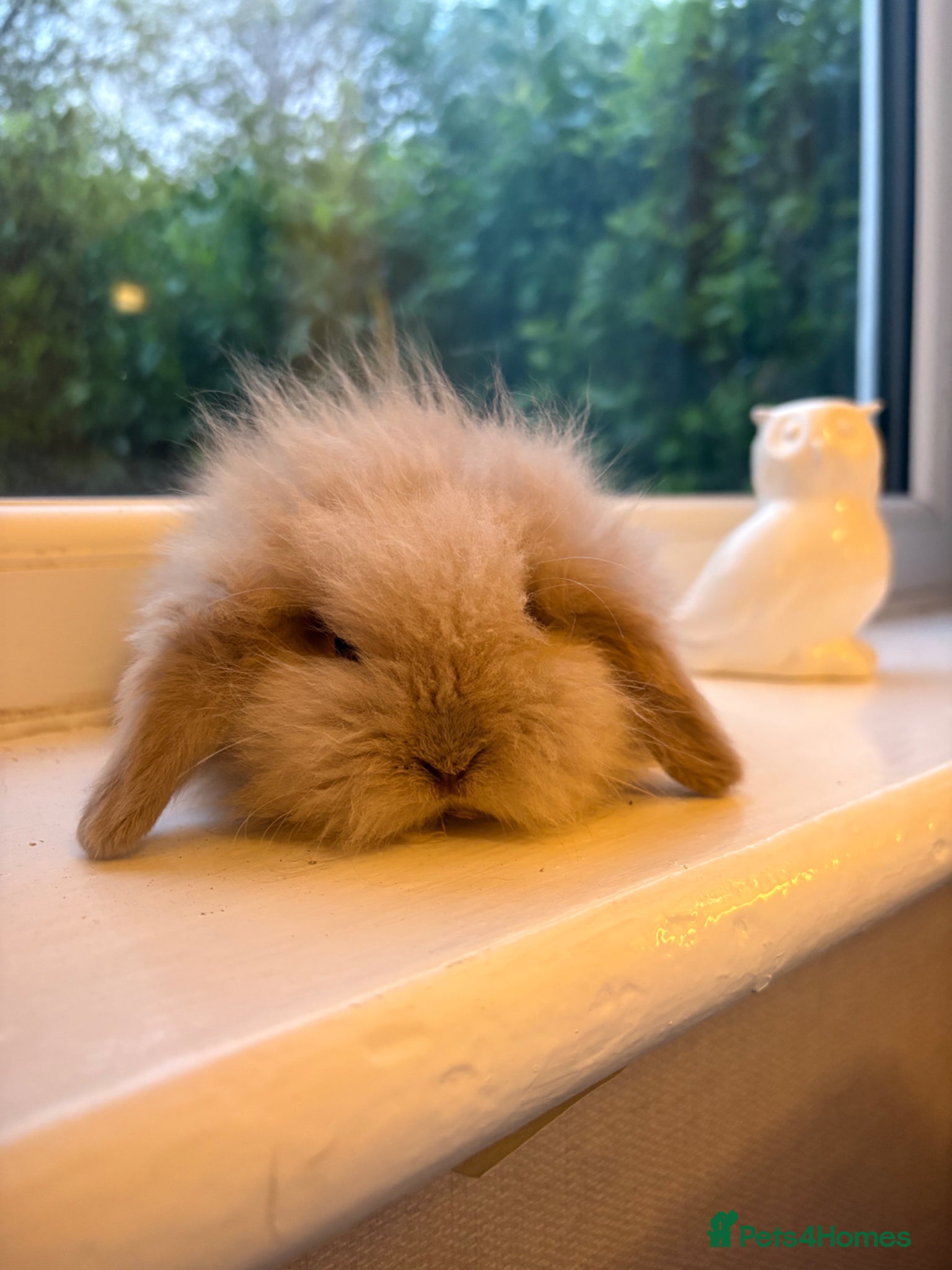 Mini Lion Lop rabbits for sale: Fluffy mini lion lop baby bunny rabbits  - Advert 1