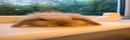 Mini Lion Lop rabbits for sale: Fluffy mini lion lop baby bunny rabbits  - Advert 1