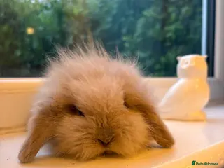 Mini Lion Lop rabbits for sale: Fluffy mini lion lop baby bunny rabbits - Advert 1