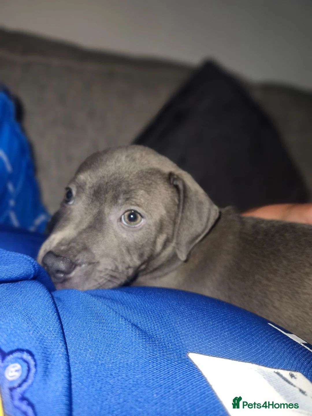 Staffordshire Bull Terrier dogs for sale: Blue staff puppy READY TO LEAVE - Advert 6
