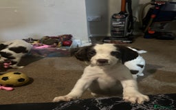 English Springer Spaniel dogs for sale: 7 beautiful springer spaniels - Image 8