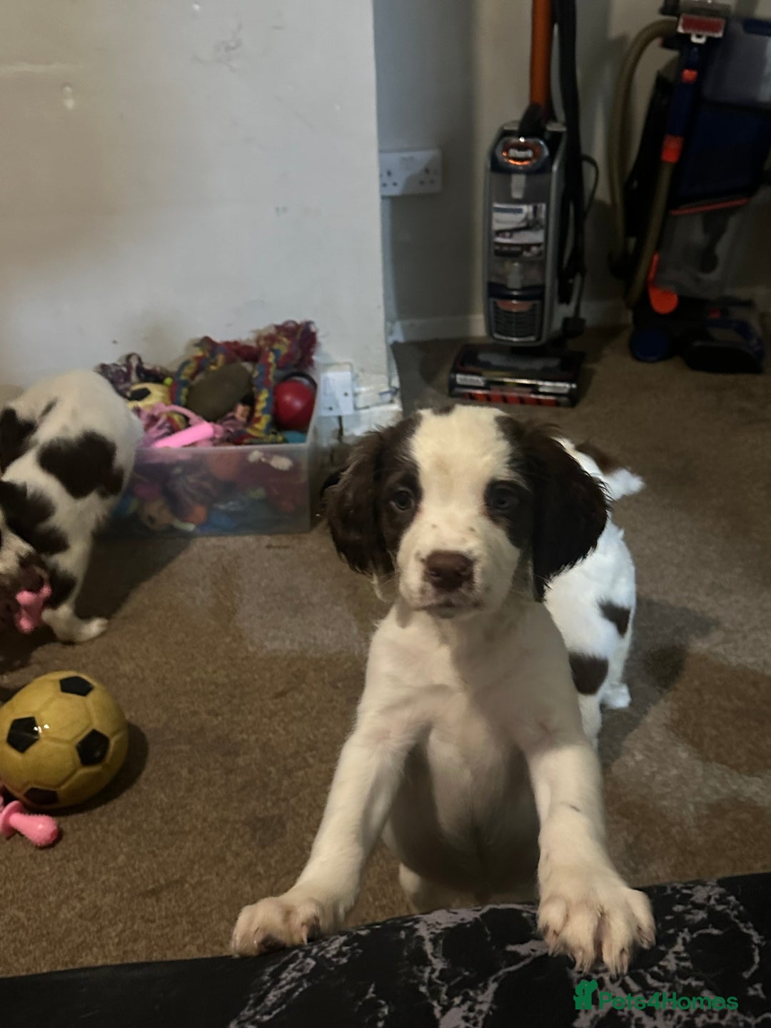 English Springer Spaniel dogs for sale: 7 beautiful springer spaniels - Image 8