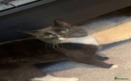 British Shorthair cats for sale: Mamba - Image 1