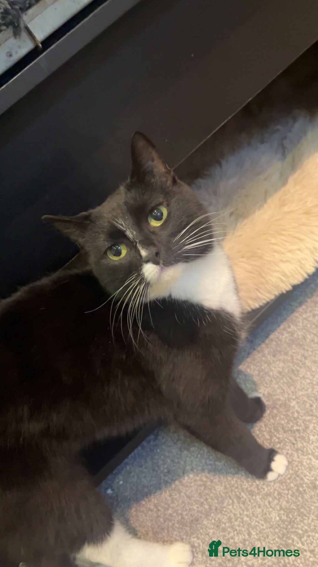 British Shorthair cats for sale: Mamba - Image 1