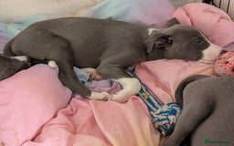 Whippet dogs for sale: 🥰Beautiful blue and white whippet puppies 🥰 - Image 8