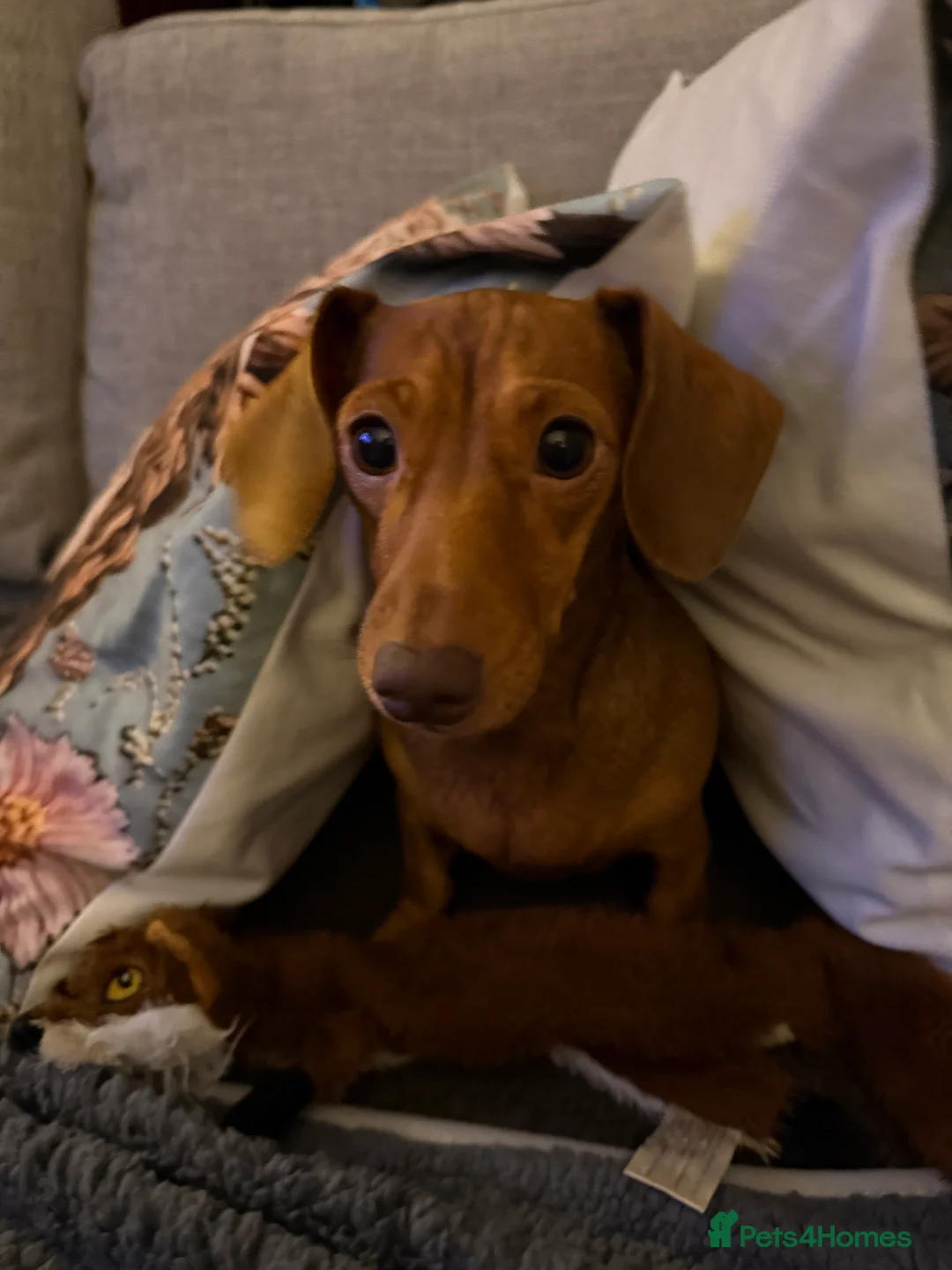 Miniature Dachshund dogs for sale: Loving home wanted for Beautiful Mini Dachshund - Advert 4