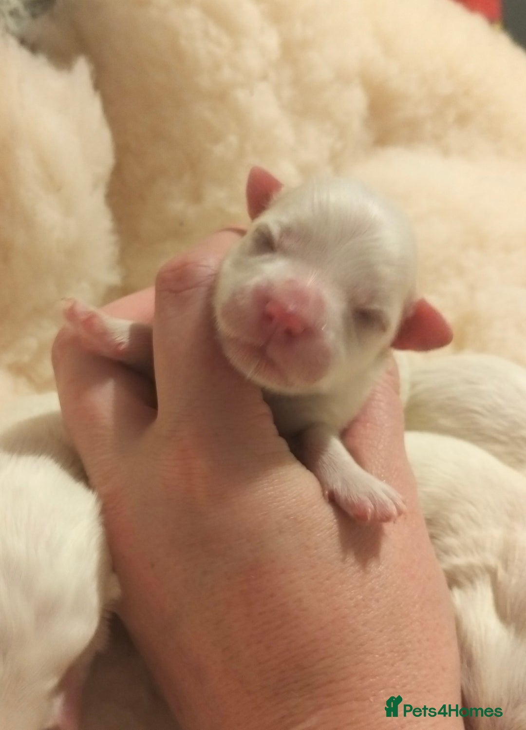 Maltese dogs for sale: Beautiful Maltese Puppies Hypoallergenic  - Advert 6