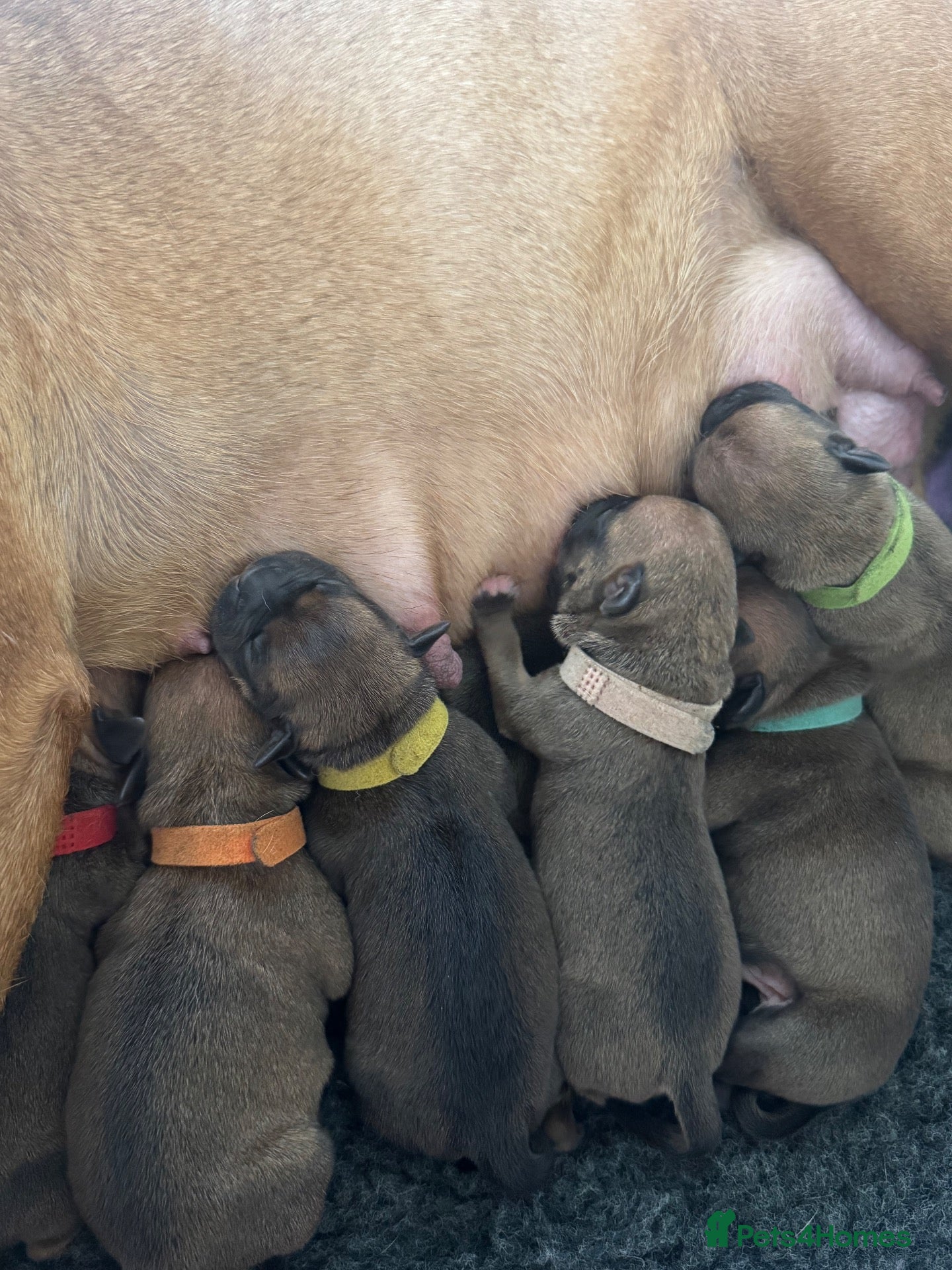 Staffordshire Bull Terrier dogs KC Reg Red Staffordshire Pups for Sale - Advert 12