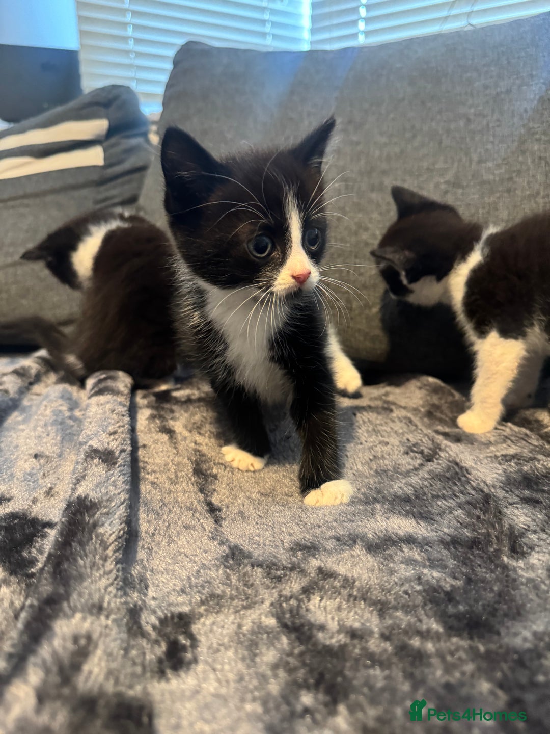 Domestic Shorthair cats for sale: 6 beautiful kittens - Image 7