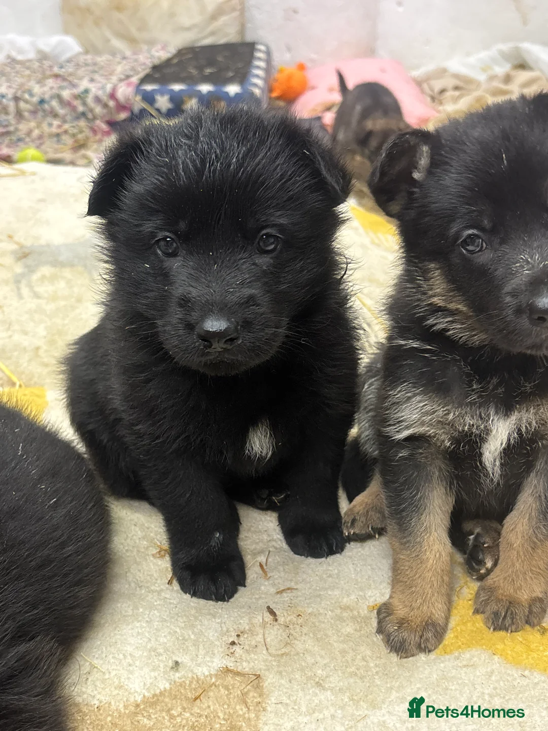 German Shepherd dogs for sale: Beautiful German Shepard puppies - Advert 20