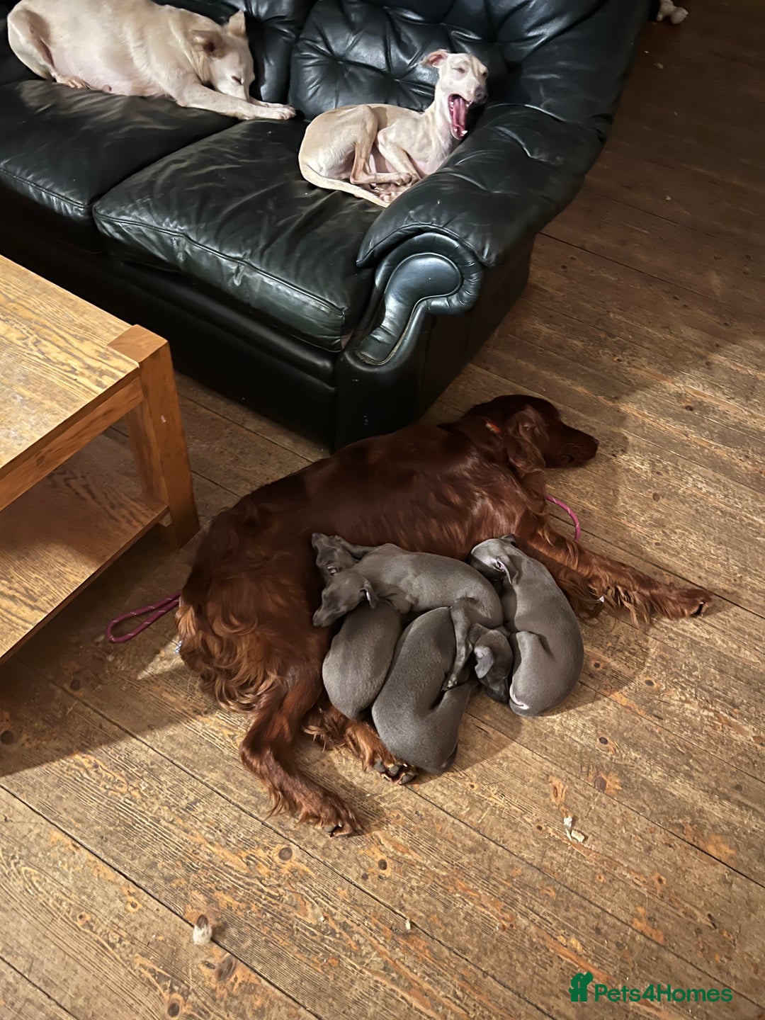 Irish Setter dogs for stud: Handsome IRISH SETTER BOY at Stud - Image 4