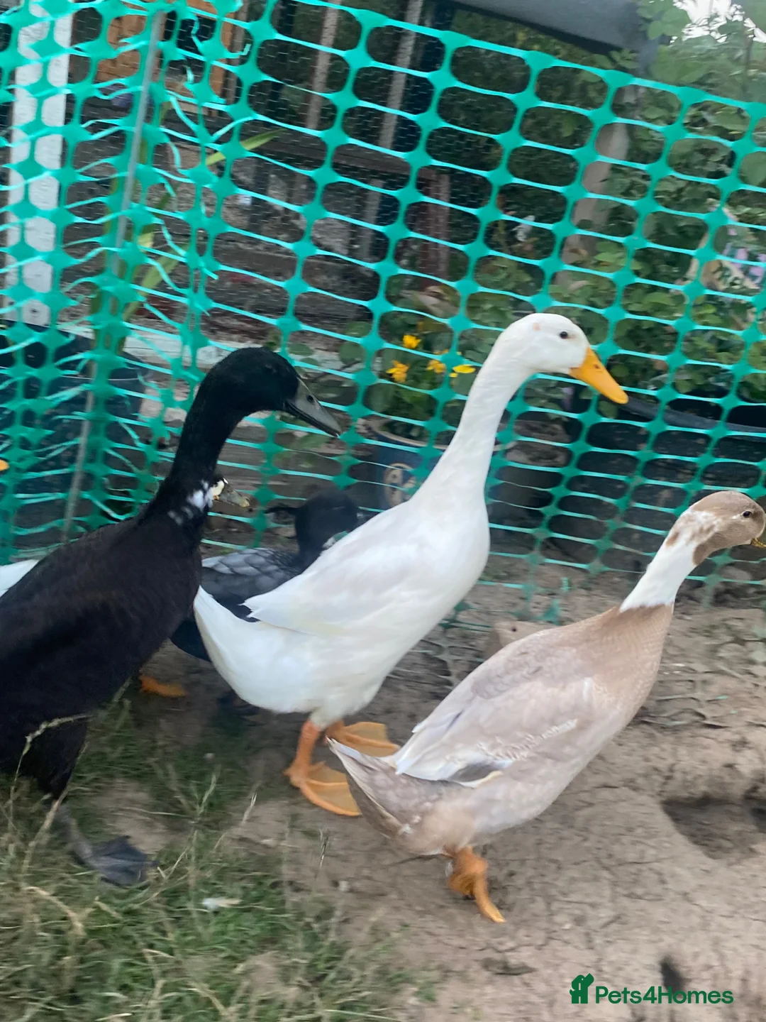 Ducks poultry for sale: Male runner ducks  - Advert 3
