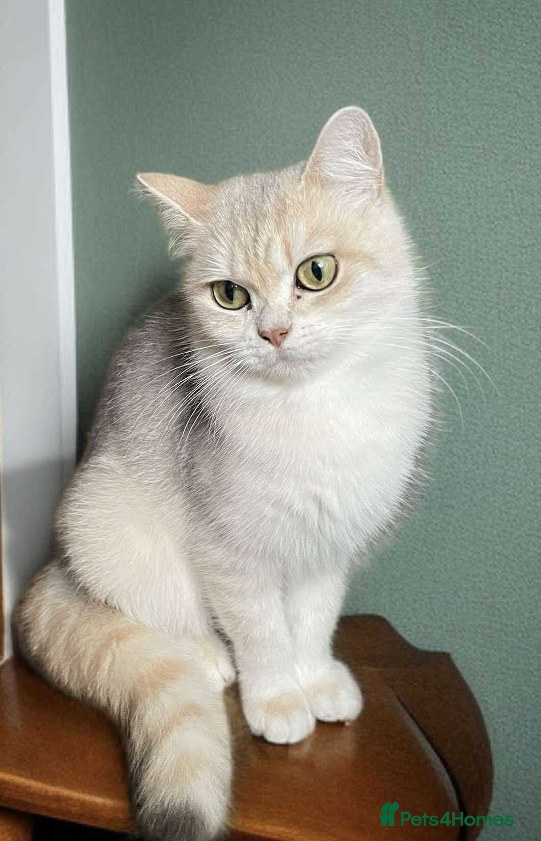 British Shorthair cats for sale: British shorthair FEMALES. Looking for a new homes - Image 7
