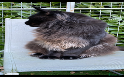 Maine Coon cats for sale: Attention please  - Image 15