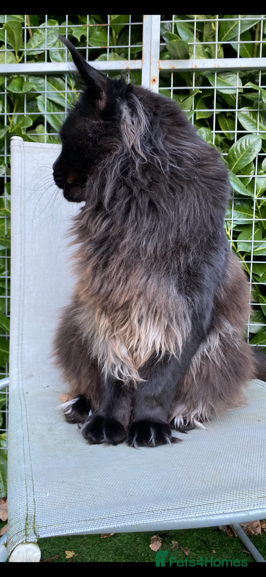 Maine Coon cats for sale: Attention please  - Image 15