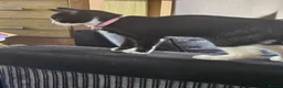 Mixed Breed cats for sale: Beautiful tux kitten for sale in Newport - Advert 2