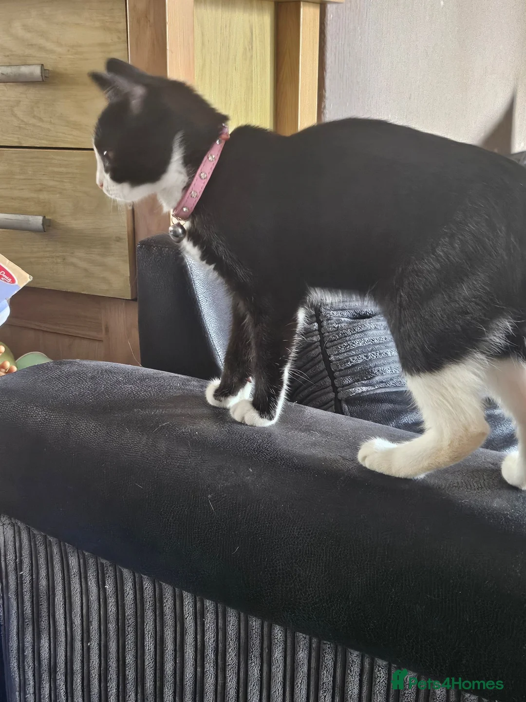Mixed Breed cats for sale: Beautiful tux kitten for sale in Newport - Advert 2