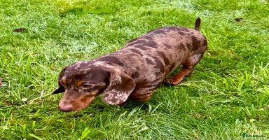 Miniature Dachshund dogs Pickle: The Dog They Left to Die - Advert 10