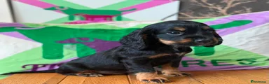 Cocker Spaniel 4