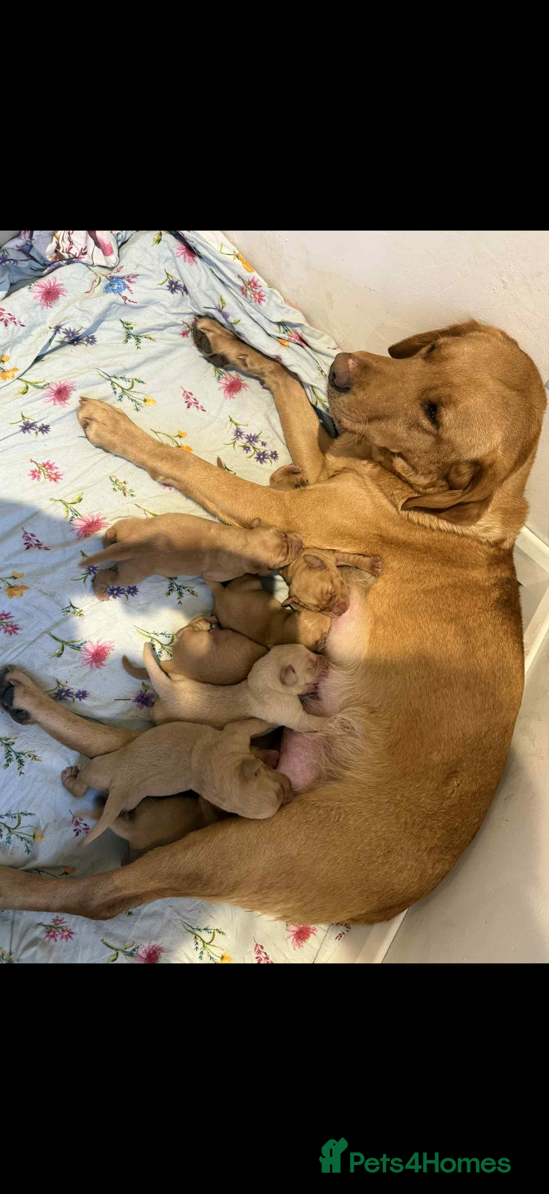 Labrador Retriever dogs for sale: Lab puppies - Advert 5