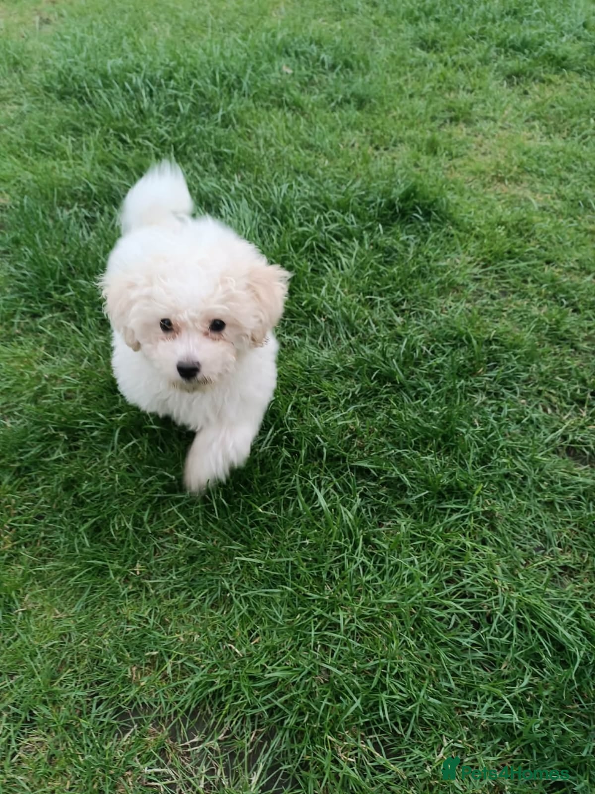 Bichon Frise dogs Beautiful female bichon frise - Advert 3