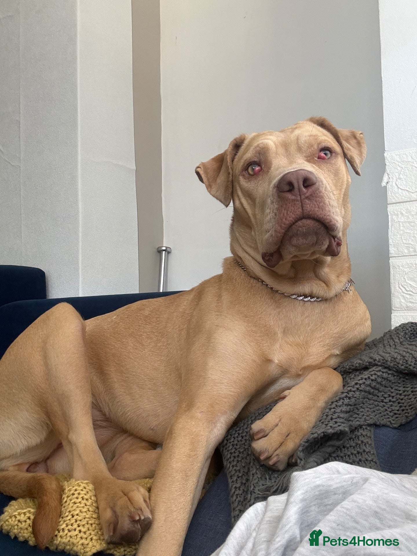 Mixed Breed dogs Mastiff - Advert 17