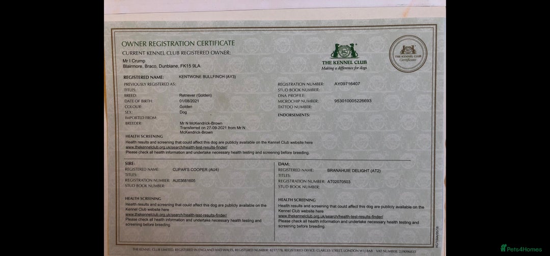 Golden Retriever dogs for sale:  golden retriever pups - Advert 19